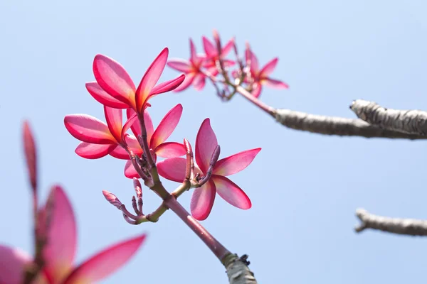 stock image Plumeria flowers with blue sky