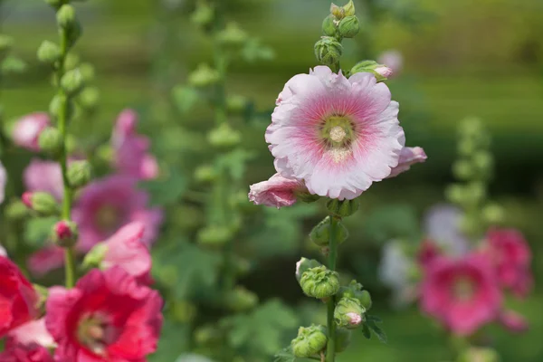 Pembe Başörtüsü Çiçeği — Stok fotoğraf