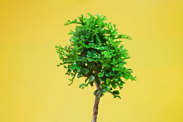 Tek genç ağaç — Stok fotoğraf