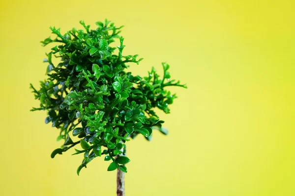 Jeden mladý strom — Stock fotografie