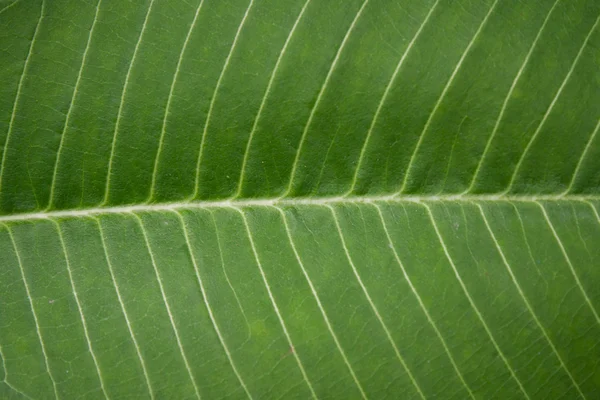 추상적 인 녹색 잎 배경 — 스톡 사진