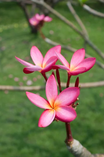 Plumeria bloemen — Stockfoto