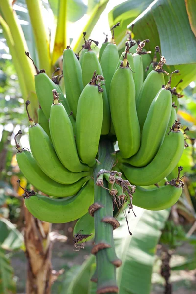 Зеленые бананы — стоковое фото