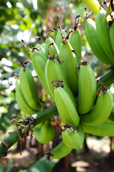 Bananas verdes — Fotografia de Stock