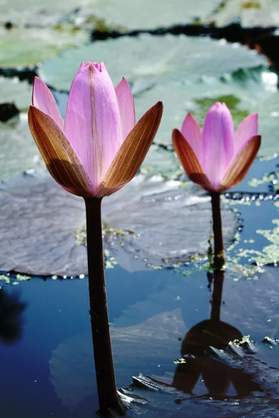 Pink Waterlily — Stock Photo, Image