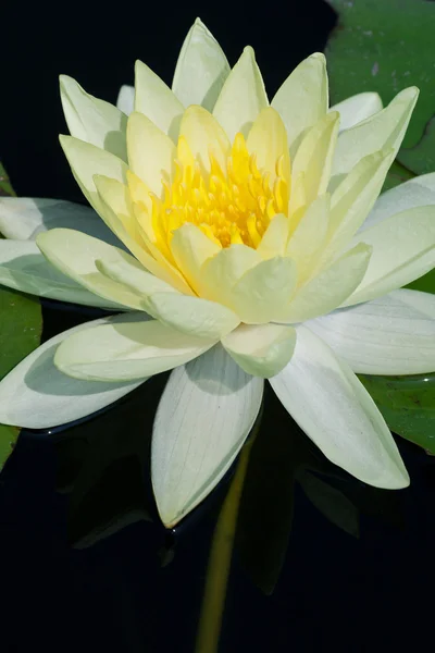 Yellow water lily — Zdjęcie stockowe