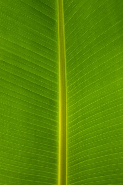 Folha de banana — Fotografia de Stock
