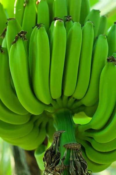 Zielone banany — Zdjęcie stockowe