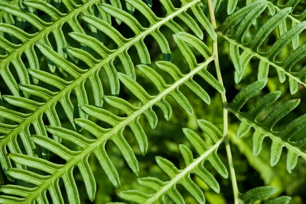 Green Leaf background — Stock Photo, Image