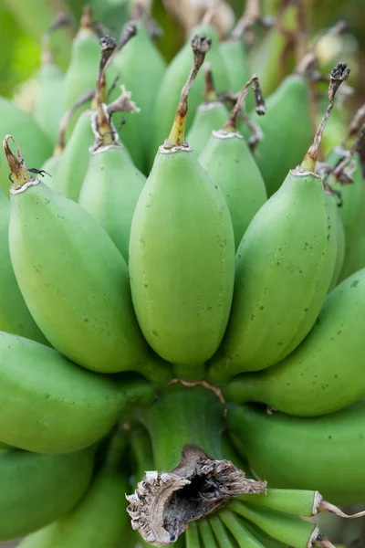 绿色香蕉 — 图库照片