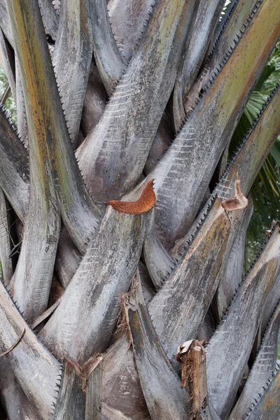 Tronco da palmeira — Fotografia de Stock