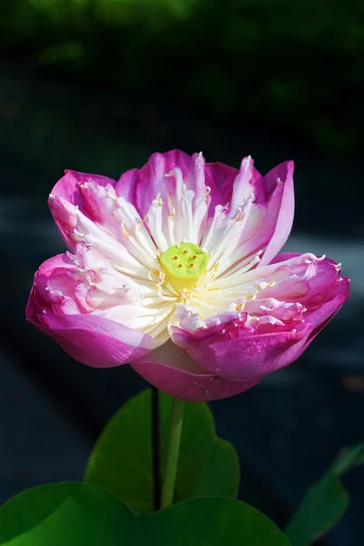 Water Lily with flower — Stock Photo, Image