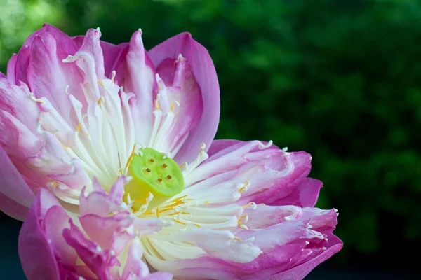 Nenufar z kwiatem — Zdjęcie stockowe