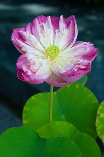 Seerose mit Blume — Stockfoto