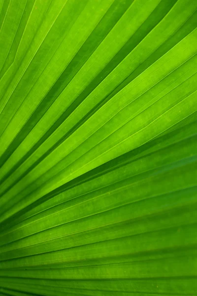 Grünes Blatt der Palme — Stockfoto