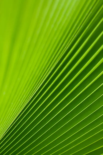 Hoja de palmera verde —  Fotos de Stock