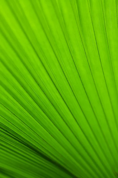 Groene boom palmtak als achtergrond — Stockfoto