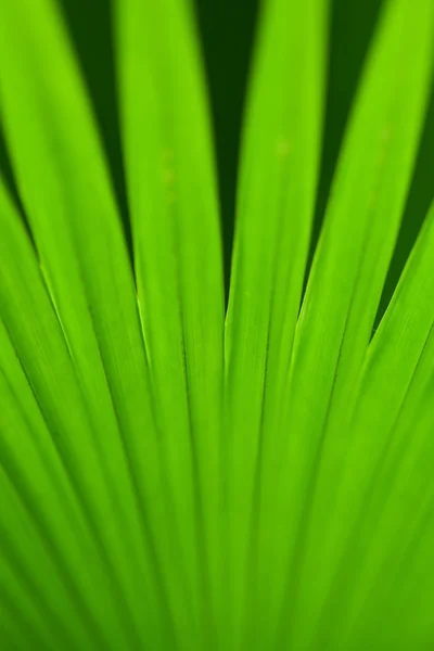 Hoja del árbol de palma verde como fondo — Stok fotoğraf