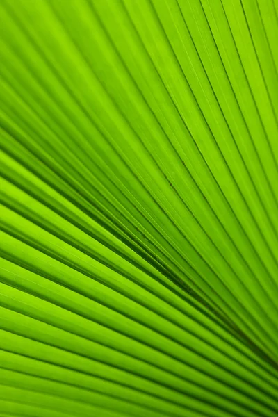 Gröna träd palmblad — Stockfoto