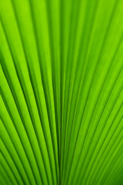Grüne Palmblätter — Stockfoto