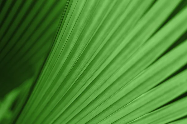 Green palm tree leaf — Stockfoto