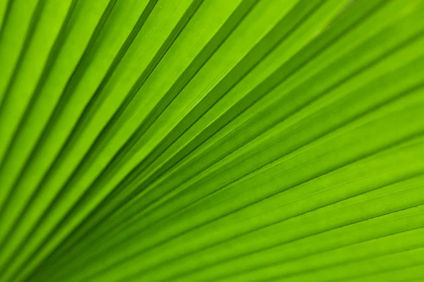 Green palm tree leaf — Stockfoto