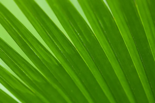 Grünes Palmenblatt als Hintergrund — Stockfoto