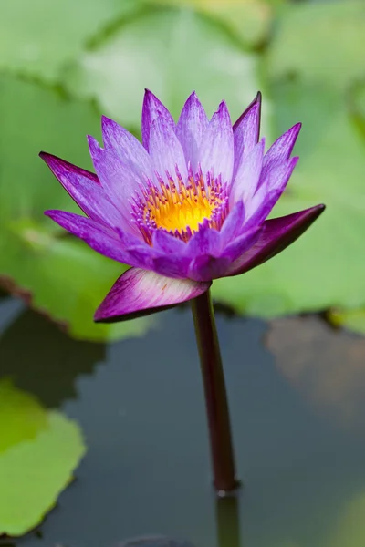Részletek a lila tavirózsa — Stock Fotó