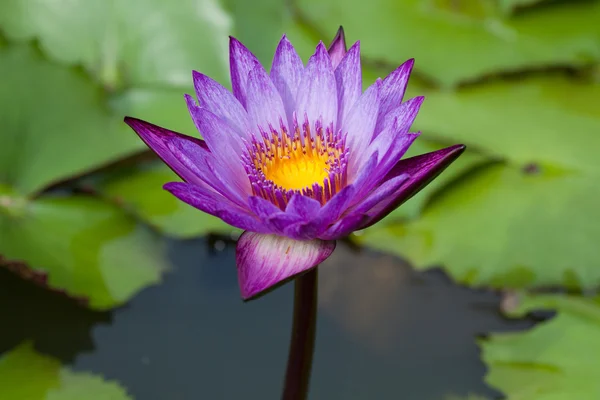 Водяна лілія з квіткою — стокове фото