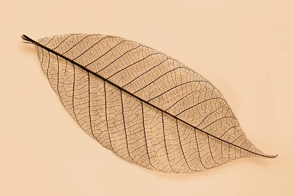 건조 한 잎 — 스톡 사진