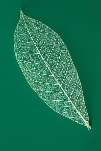 Dry transparent leaf — Stock Photo, Image