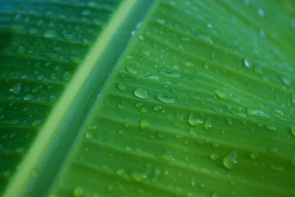 Vattendroppar på bananblad — Stockfoto