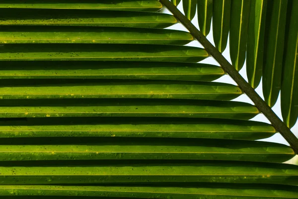 椰子叶背 — 图库照片