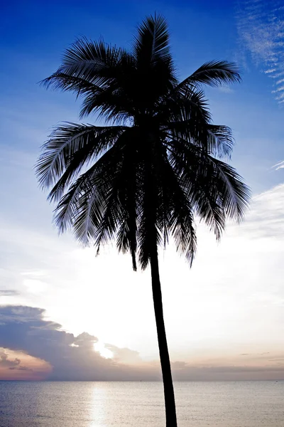 Palm tree silhouette — Stock Photo, Image
