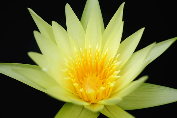 Piękne kwitnienie lilii wodnej żółty — Zdjęcie stockowe