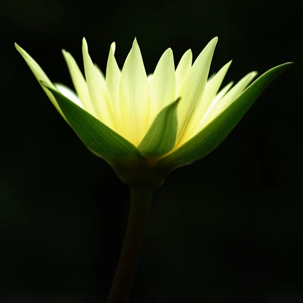 stock image Yellow water lily