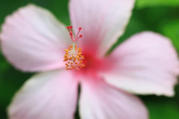 Рожевому квітка гибискуса — стокове фото