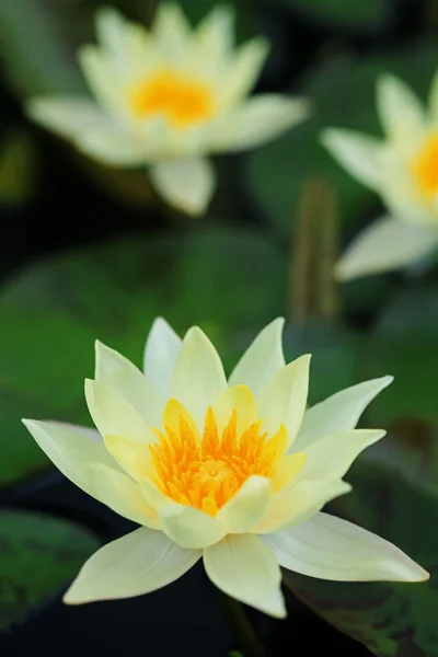 Yellow water lily — Stock Photo, Image