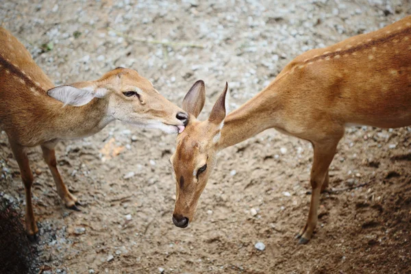 stock image Eld's Deer