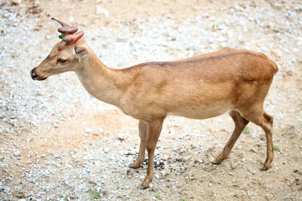 stock image Eld's Deer