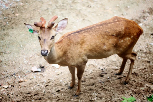 stock image Eld's Deer