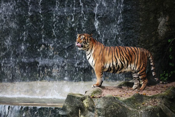 Large striped tiger — Stock Photo, Image