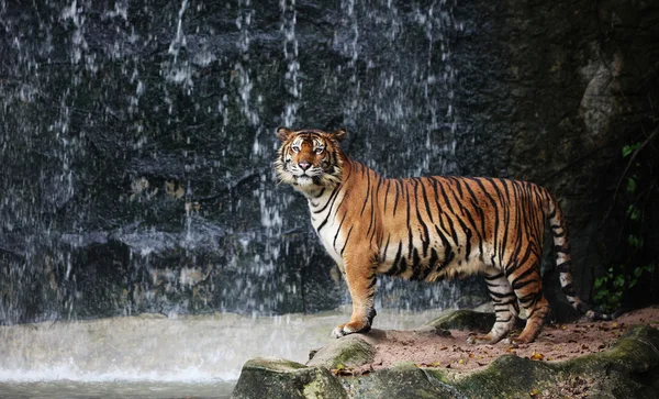 stock image Large striped tiger