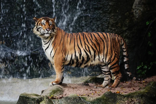 stock image Large striped tiger