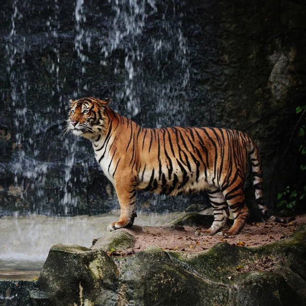 Grande tigre listrado — Fotografia de Stock