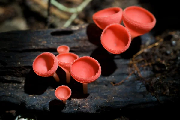 Funghi Fiori — Foto Stock
