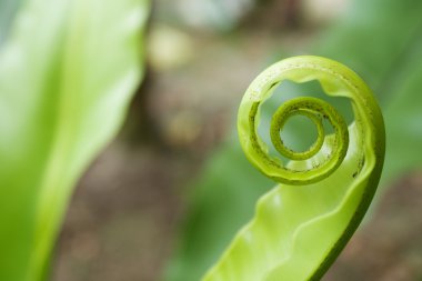 unfurling fern ipucu