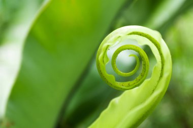 unfurling fern ipucu