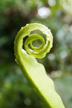 unfurling fern ipucu