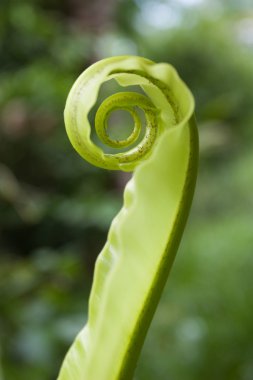 unfurling fern ipucu